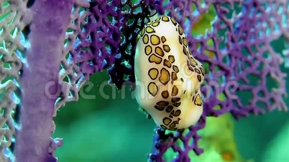 紫珊瑚上的小努迪布兰视频的预览图