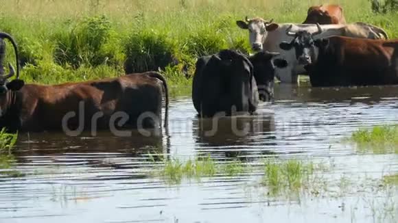 一群牛在河边的一个浇水处喝水夏天在草地上吃草视频的预览图