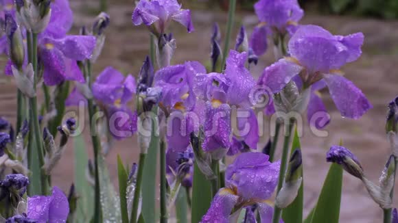 雨水滴在美丽的紫色花朵上视频的预览图