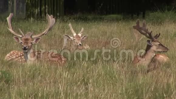 鹿在长草里休息视频的预览图