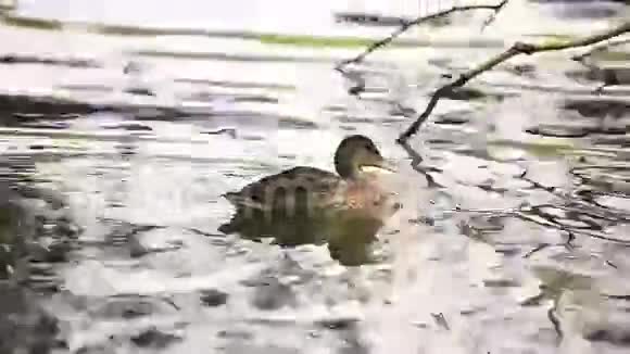 池塘上的野鸭视频的预览图