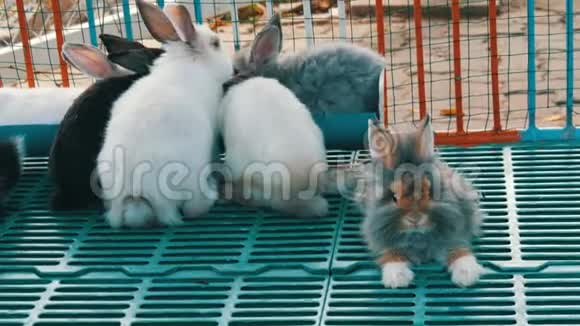 笼子里可爱的毛茸茸的兔子视频的预览图
