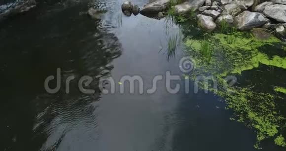 山涧小溪河流和石头视频的预览图