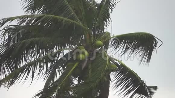 大雨下的棕榈树视频的预览图