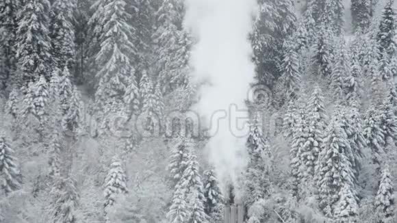 冬天吸烟冬天下雪林地森林松树视频的预览图