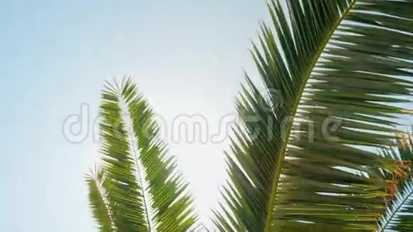 鹤射温暖的南方阳光明媚的一天太阳阳光穿过棕榈树的叶子视频的预览图