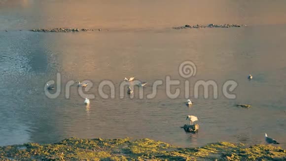一群海洋鸟类聚集在坎塔布里亚海的自然环境中在绿色的海水中飞溅和飞翔视频的预览图