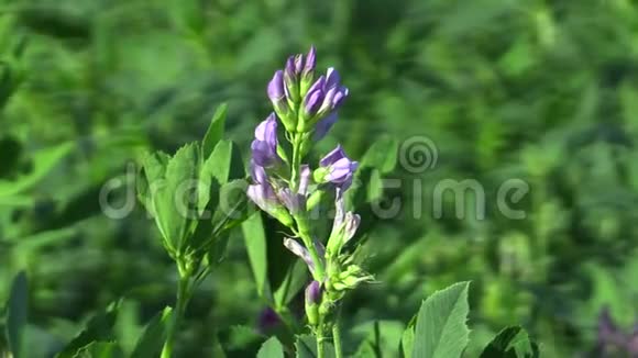 紫花苜蓿是以紫花为背景在农业中用作饲料含有大量蛋白质视频的预览图