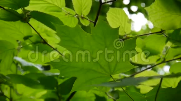 枫叶在风中的分支槭属植物高清视频镜头拍摄静态摄像机视频的预览图