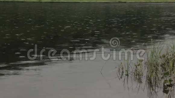 雨水落在平静的河水上视频的预览图
