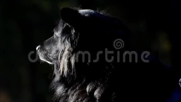 德国柏林威丁的人民公园公园里的快乐黑狗视频的预览图