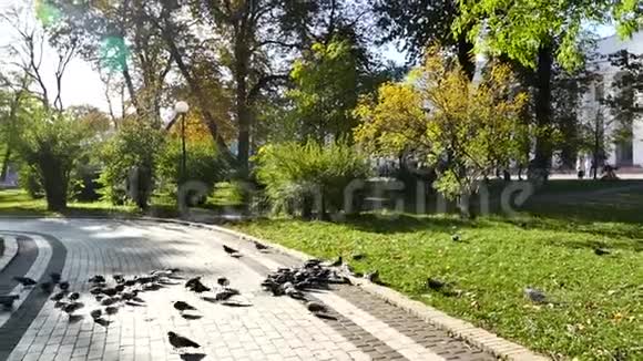 女童子军驱散了一只鸽子它们在不同的方向飞行视频的预览图