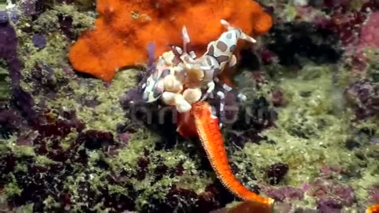 哈莱金虾吃海星在拉贾安帕特印度尼西亚视频的预览图