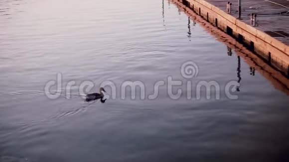 日落时鸭子独自在湖里游泳自然景观与木制系泊和动物视频的预览图
