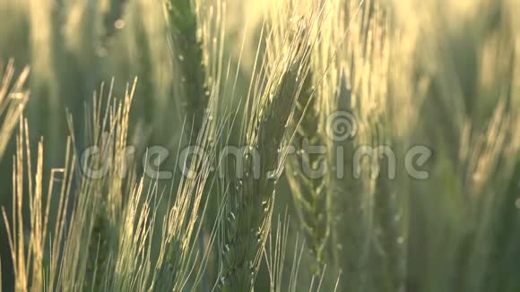 小麦耳朵或谷物视频的预览图