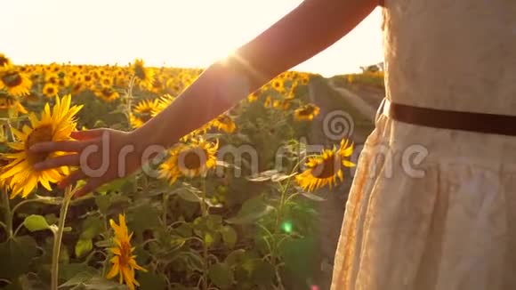 年轻的小女孩手沿着向日葵的田野走阳光照在背景上跟着女人去草地后方视频的预览图