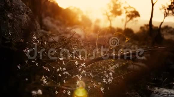 日落时的夏日白色花朵闪耀视频的预览图