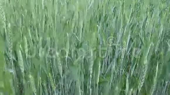 风中摇摆的小麦种的背景视频的预览图
