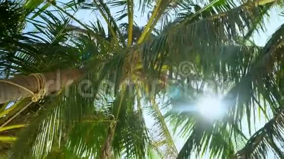 从底部看美丽的绿掌树迎风招展阳光穿过花叶岛上阳光明媚的一天视频的预览图