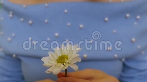 女孩手一朵白花洋甘菊视频的预览图