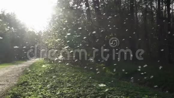 早春公园里成群的蚊子带背光的蜂群视频的预览图