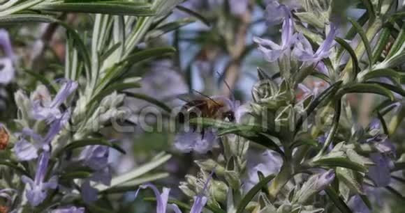欧洲蜜蜂蜜蜂蜜蜂采迷迭香花授粉行为诺曼底实时视频的预览图