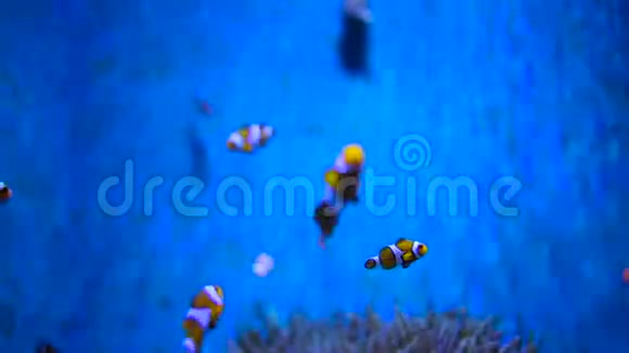 水族馆里美丽的鱼视频的预览图