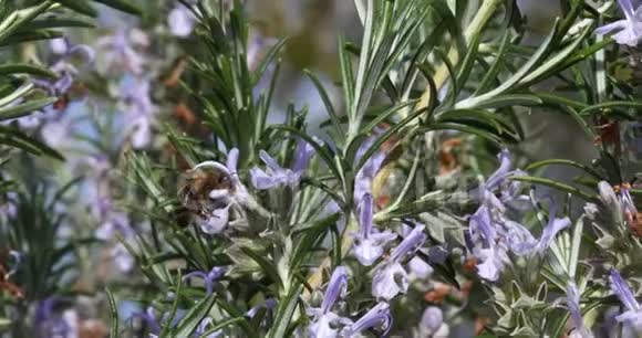 欧洲蜜蜂蜜蜂蜜蜂采迷迭香花授粉行为诺曼底实时视频的预览图