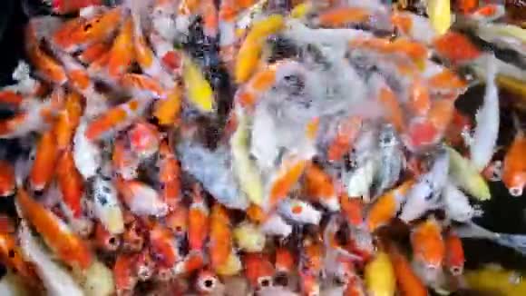 池中竞食鲤鱼视频的预览图