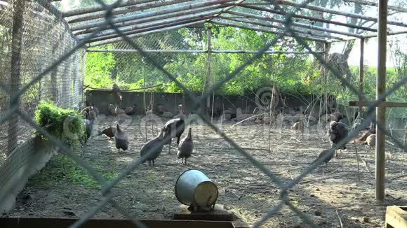 广泛繁殖火鸡肉鸡野鸡带头盔的野鸡和其他家禽饲养视频的预览图