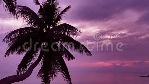棕榈过海紫晚霞视频的预览图