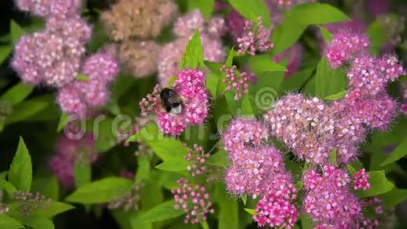 大黄蜂和蜜蜂飞过薰衣草晴天视频的预览图