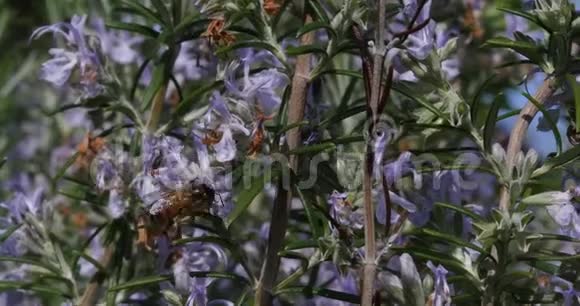 欧洲蜜蜂蜜蜂蜜蜂采迷迭香花授粉行为诺曼底实时视频的预览图