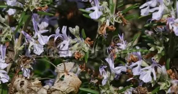 欧洲蜜蜂蜜蜂蜜蜂采迷迭香花授粉行为诺曼底实时视频的预览图