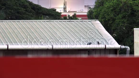 一只鸽子坐在屋顶上飞下来视频的预览图
