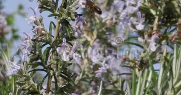 欧洲蜜蜂蜜蜂蜜蜂采迷迭香花授粉行为诺曼底实时视频的预览图