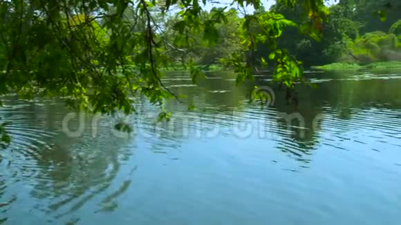 丛林森林里美丽的湖神奇的自然丛林森林中的日光和野生湖泊视频的预览图