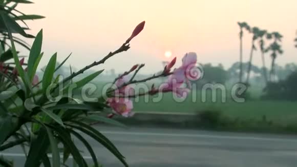 把粉色花朵的焦点转移到日出视频的预览图