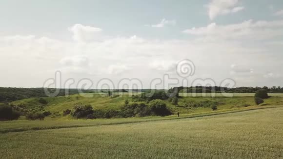 中午一个年轻的哈比女人带着她的狗跑过田野俯视风景空中视野视频的预览图
