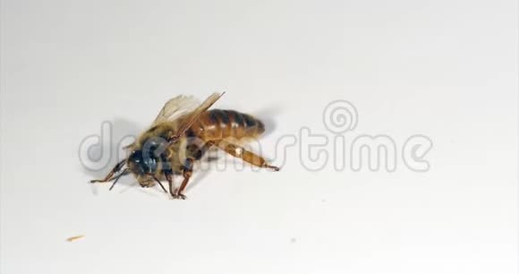 欧洲蜂蜜蜜蜂意大利蜜蜂白色背景女王美容诺曼底实时4K视频的预览图