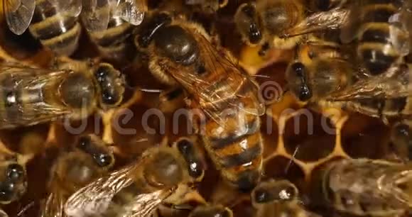 欧洲蜂蜜蜂意大利蜜蜂中间女王诺曼底蜂房实时4K视频的预览图