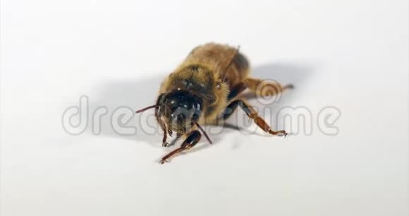 欧洲蜂蜜蜜蜂意大利蜜蜂白色背景女王美容诺曼底实时4K视频的预览图