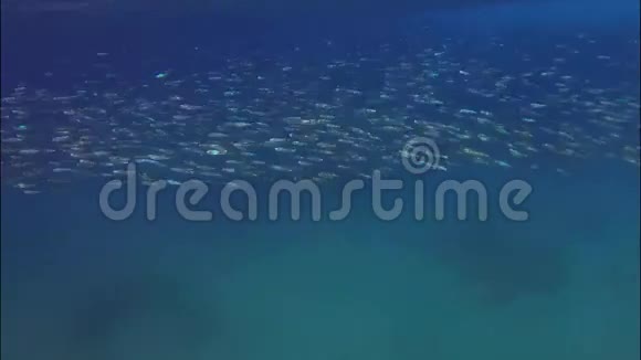 红海的鱼视频的预览图