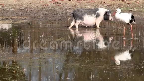 猪和白鹳视频的预览图