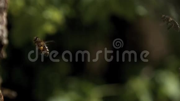 欧洲蜜蜜蜂蜜蜂蜜蜂成人带着装满花粉的篮子飞行视频的预览图