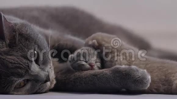 新生的小猫和他们的母亲生命的第一天视频的预览图