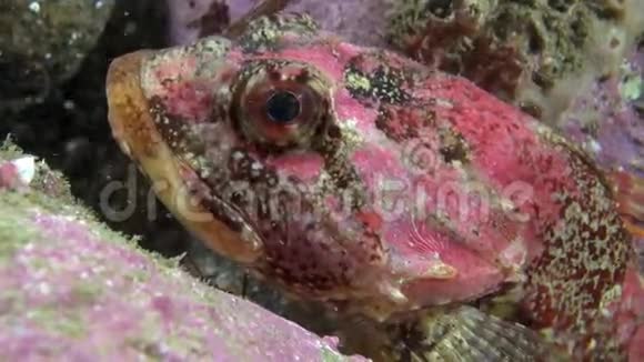 巴伦支海海底的奇异斑点红鱼视频的预览图