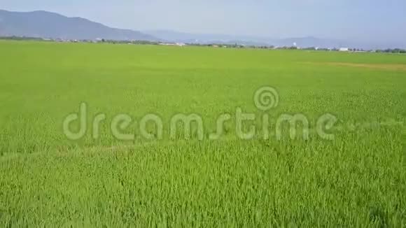 无人机在靠近稻田的山坡上快速前进视频的预览图