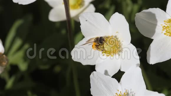 蜜蜂飞来从花中收集花粉视频的预览图