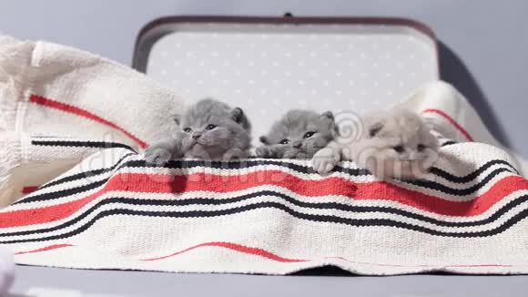 可爱的脸刚出生的小猫在ca旅行箱视频的预览图